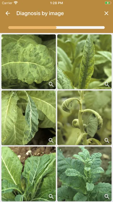 DiagnoPlantTobacco Screenshots