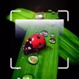 Insect identification - Bug ID Insect identification - Bug ID
