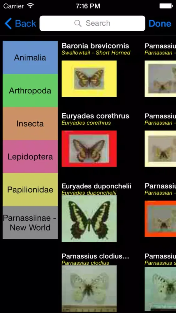 صور Butterflies of the World - A Butterfly App