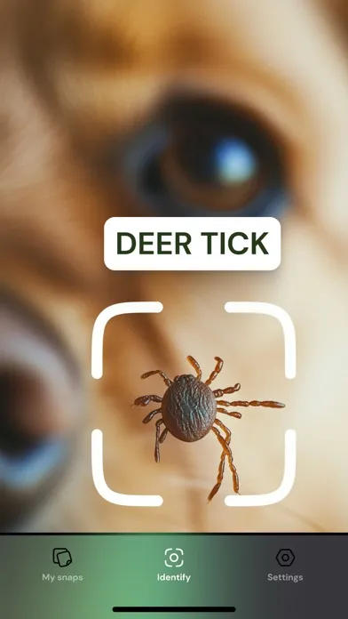 AI Insect Identifier, Bug App應用截圖