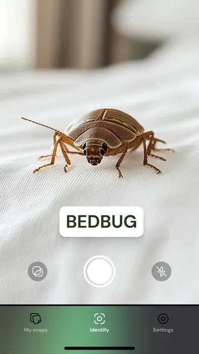 AI Insect Identifier, Bug App應用截圖