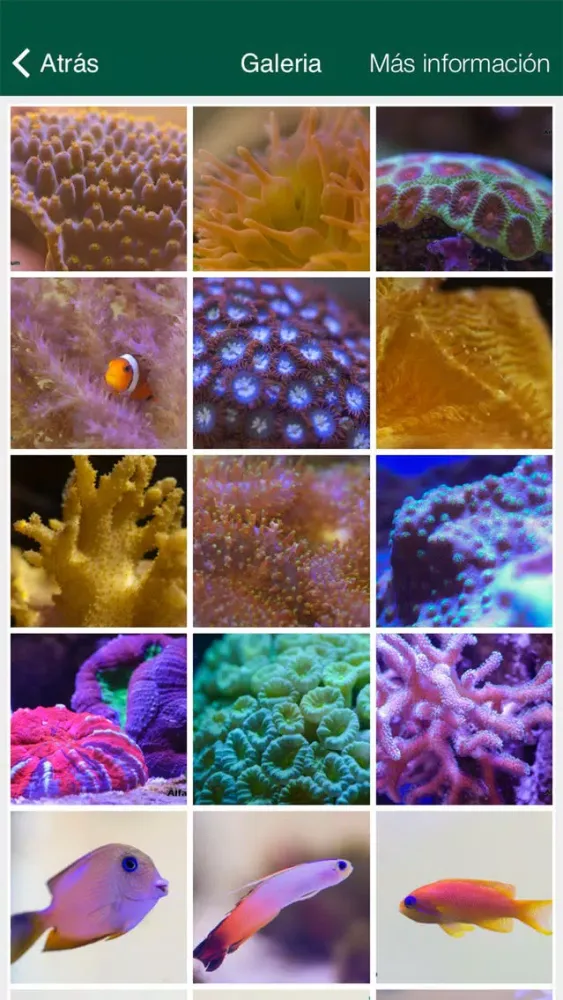 Screenshot di Alfaquarium