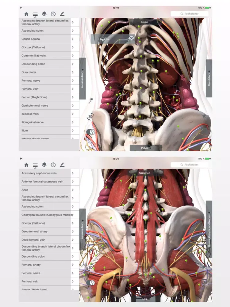 Screenshot di Anatomy Easy : Learn Muscles, Skeleton and Bones iPad 