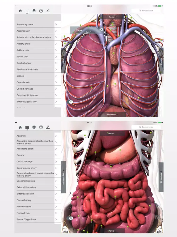 Screenshot di Anatomy Easy : Learn Muscles, Skeleton and Bones iPad 