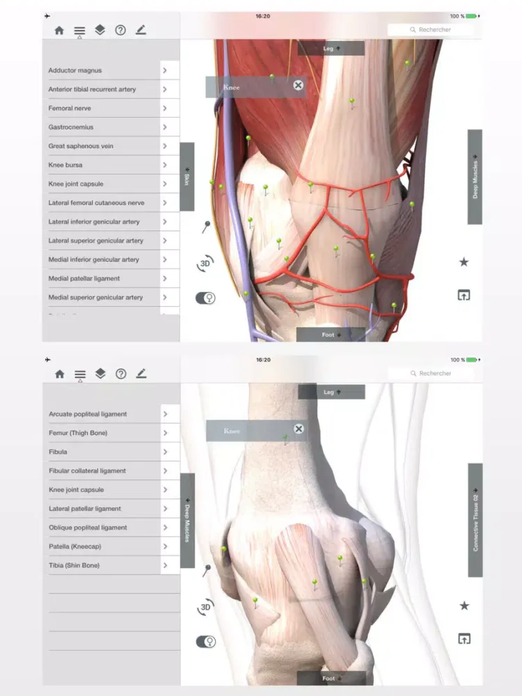 Screenshot di Anatomy Easy : Learn Muscles, Skeleton and Bones iPad 