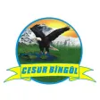 Cesur Bingöl Seyahat Cesur Bingöl Seyahat