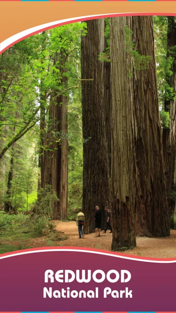 Visit Redwood National Park স্ক্রিনশট