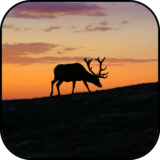 Deer wallpapers