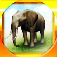 REAL ANIMALS HD (Full) REAL ANIMALS HD (Full)