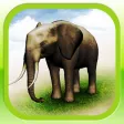 REAL ANIMALS HD REAL ANIMALS HD