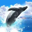 REAL WHALES Find the cetacean. REAL WHALES Find the cetacean.