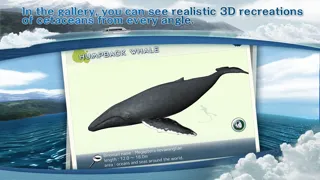 REAL WHALES  Find the cetacean. سکرین شاٹس