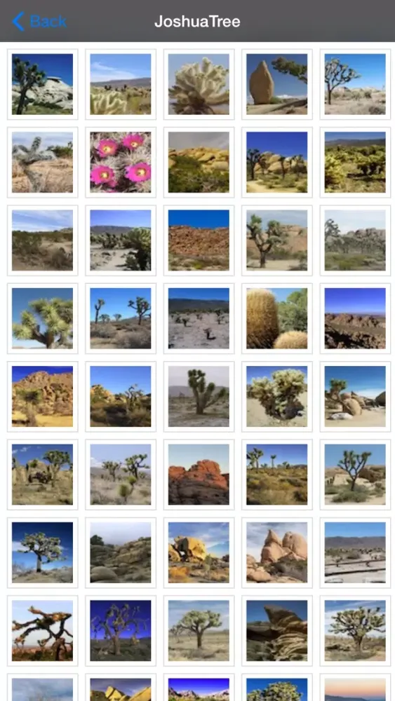 Joshua Tree National Park - USA应用截图