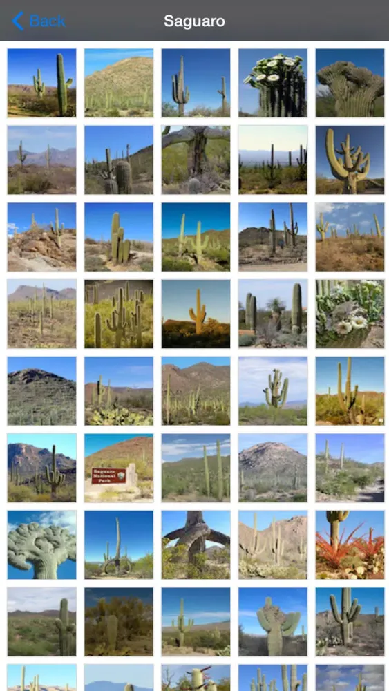 صور Saguaro National Park United States
