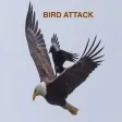 Bird Attack Crazy Bird Attack Crazy