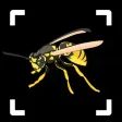 Insect Identifier: Bug ID