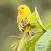 Canary bird singing