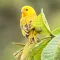 Canary bird singing