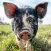 Pig sounds ringtones