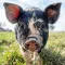 Pig sounds ringtones