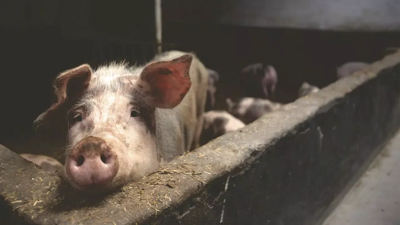 Pig sounds ringtones Screenshots