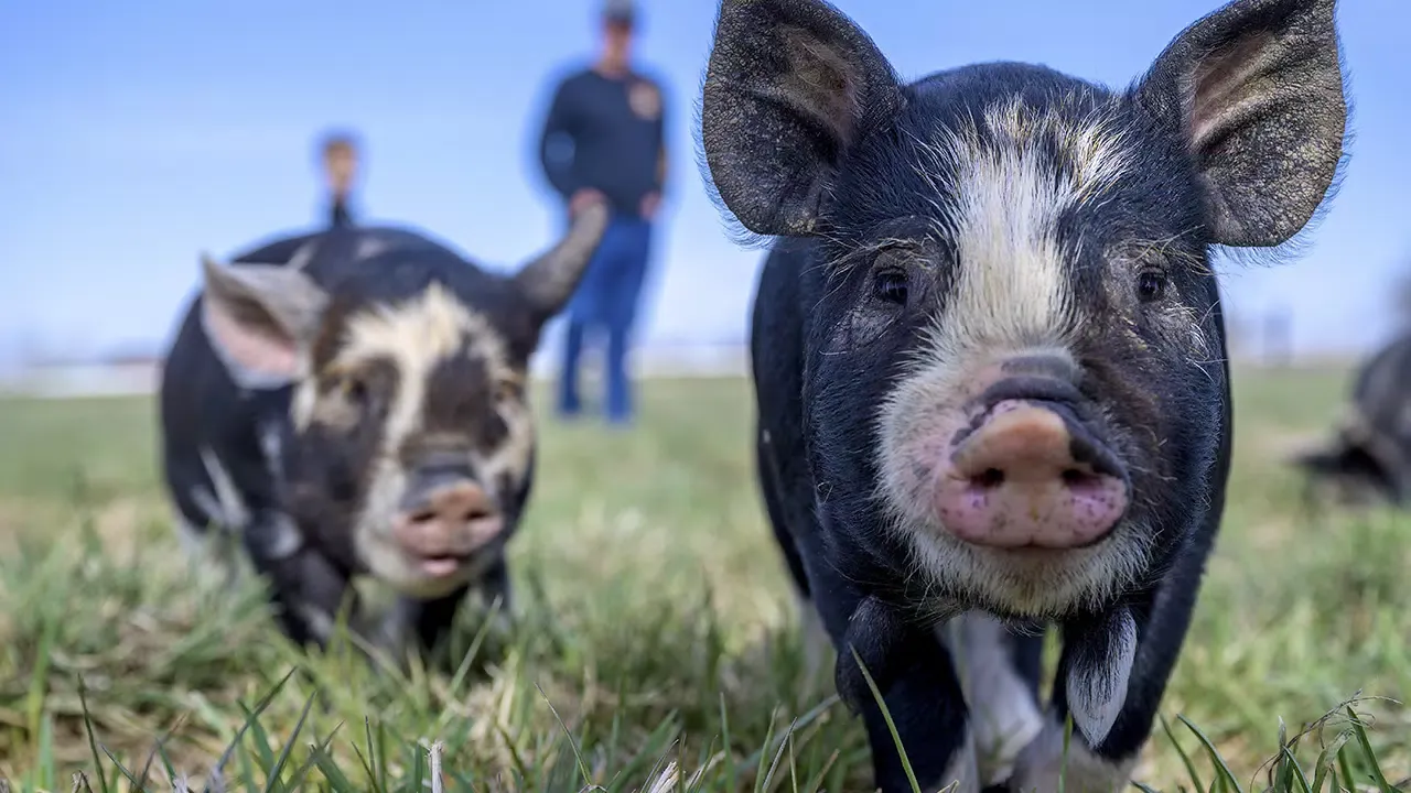 Pig sounds ringtones Screenshots