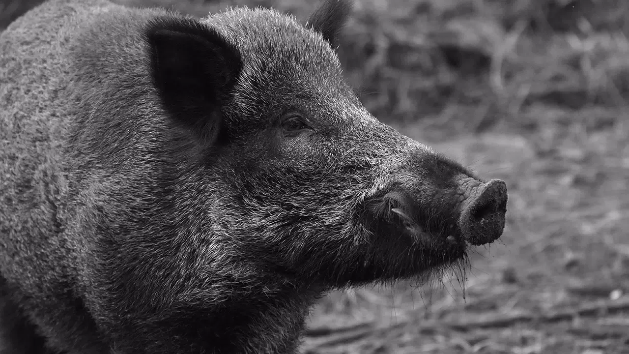 Pig sounds ringtones Screenshots