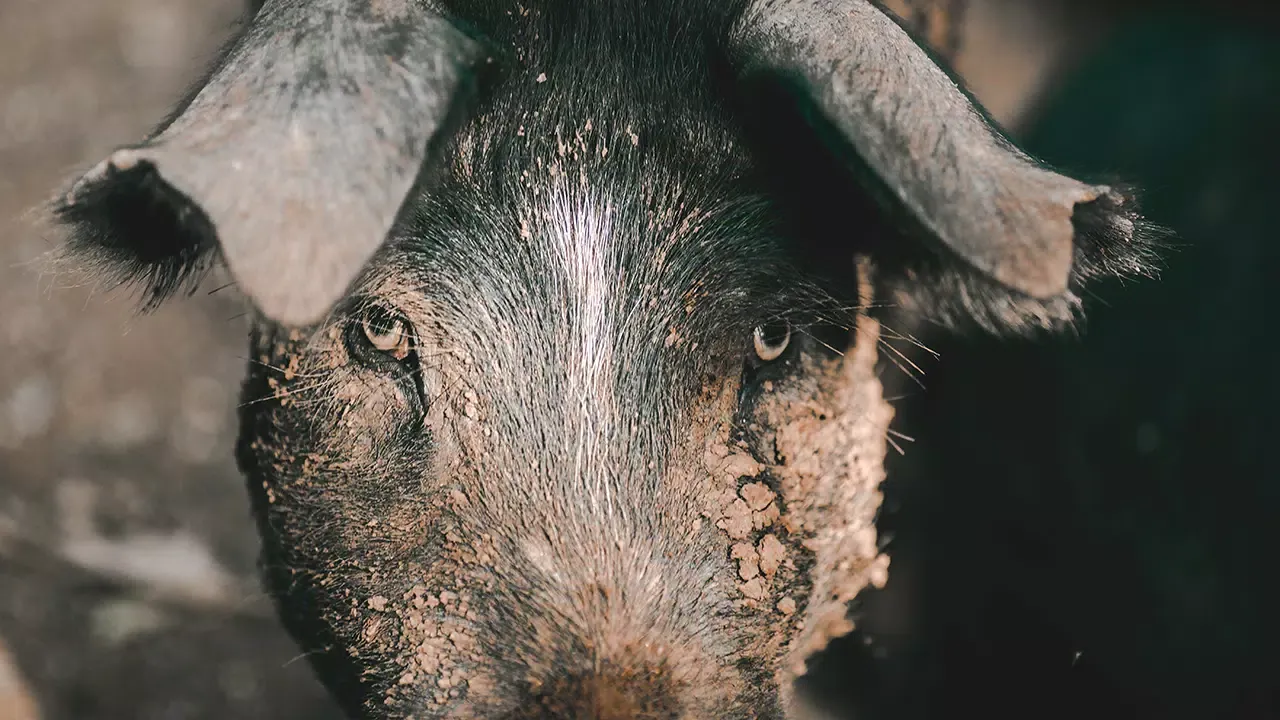 Pig sounds ringtones Screenshots