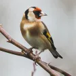 goldfinch sound