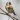 goldfinch sound
