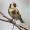goldfinch sound