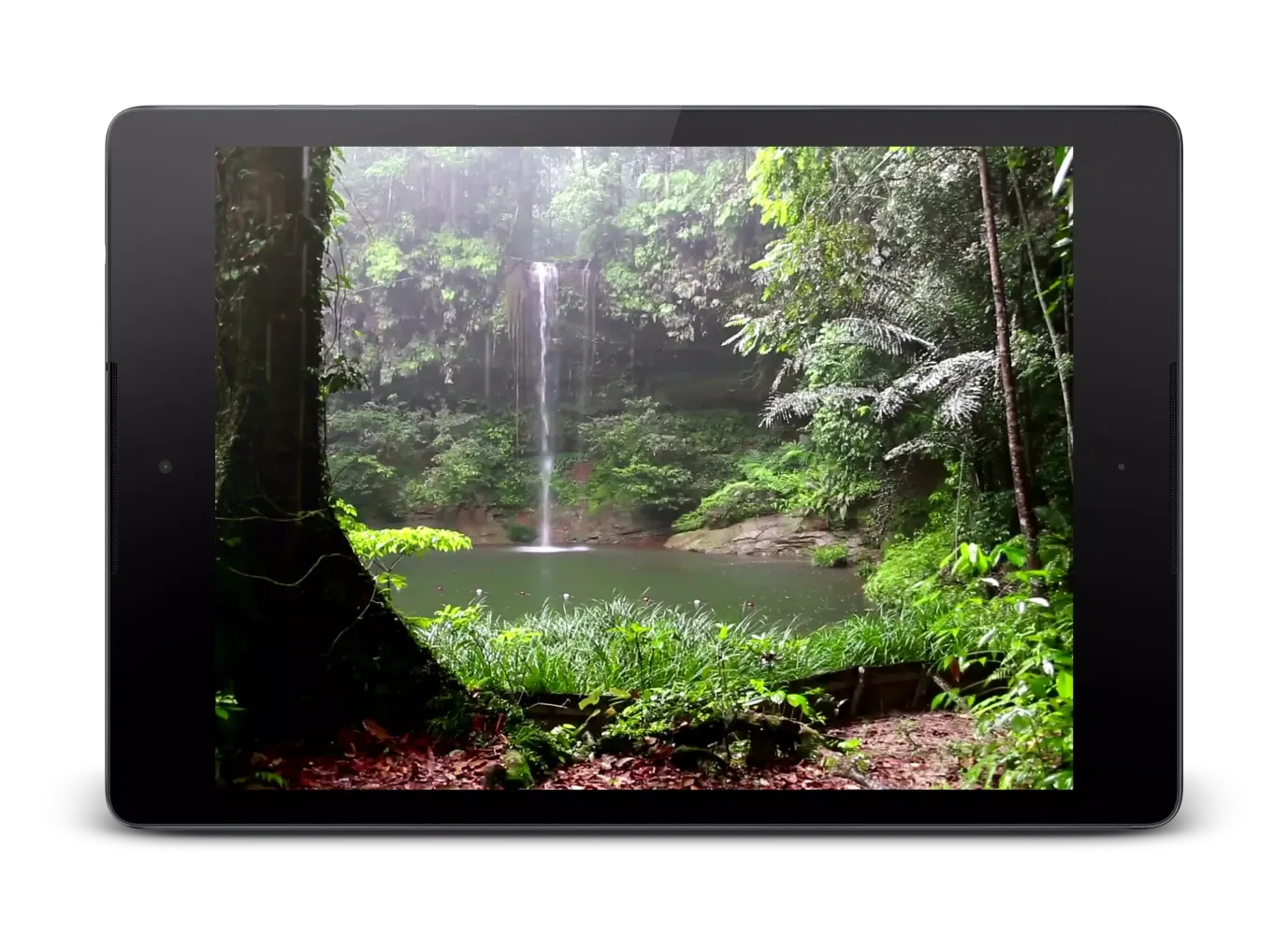 Capturas de pantalla de Tropical Rain Video Wallpaper