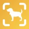 Dog Scan - Breed Identifier