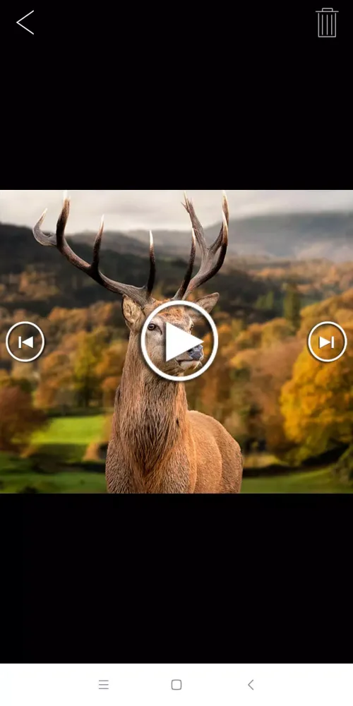 WILDLIFE CAM Screenshots