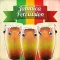 Virtual Congas & Bongos Drums
