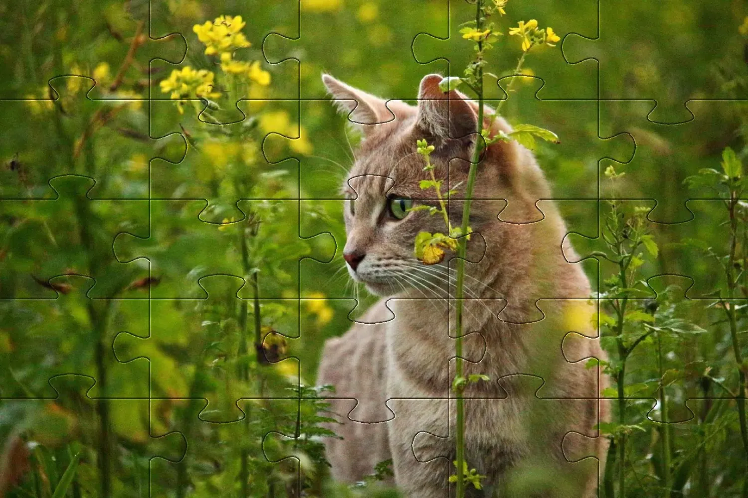 Capturas de tela do Cats jigsaw puzzles kittens