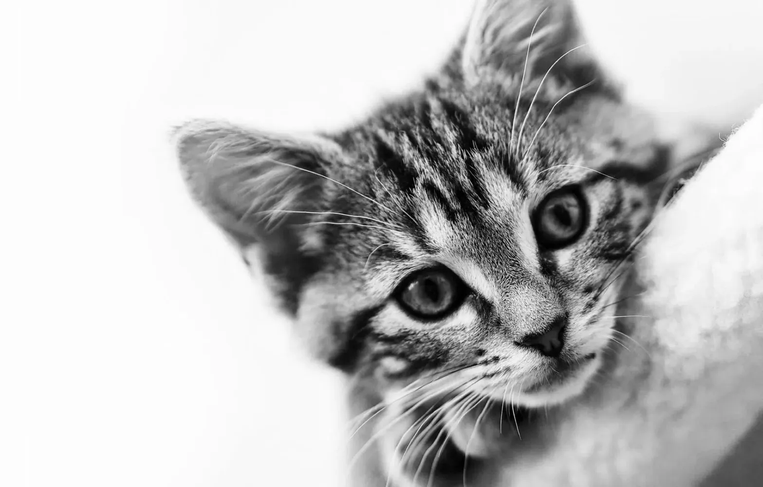 Capturas de tela do Cats jigsaw puzzles kittens