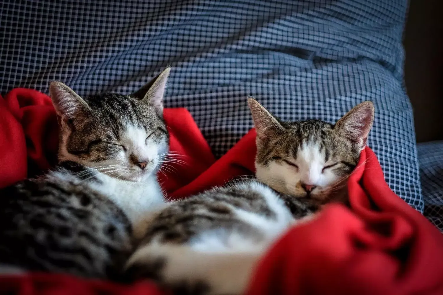 Capturas de tela do Cats jigsaw puzzles kittens