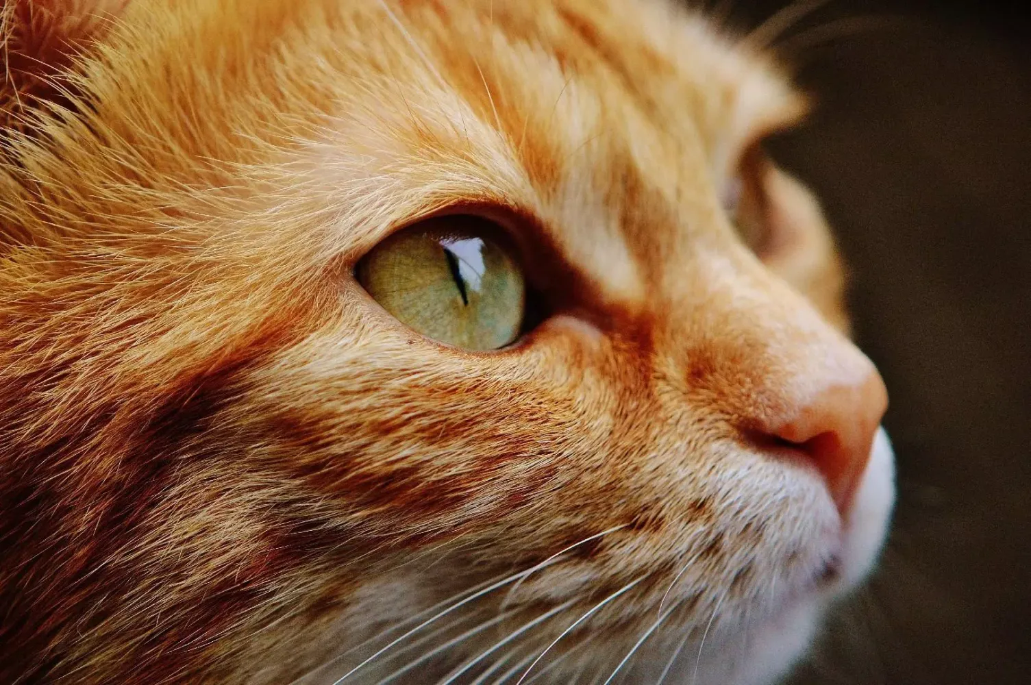 Capturas de tela do Cats jigsaw puzzles kittens
