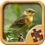 Birds Jigsaw Puzzles - Amazing Logical Game