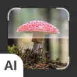 Mushroom Identifier:AI Scanner Mushroom Identifier:AI Scanner