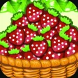 Pick Strawberries Pick Strawberries