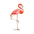 Flamingo graffiti parting Flamingo graffiti parting
