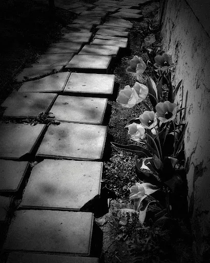 Capturas de tela do Dramatic Black & White