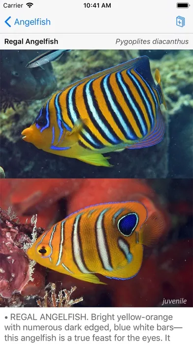 Deep Blue Divers Fish Guide স্ক্রিনশট
