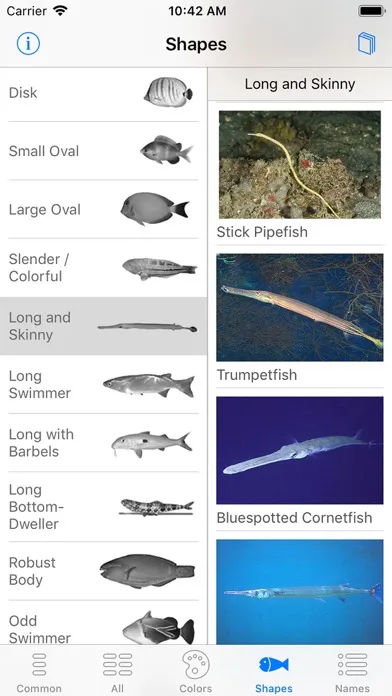 Deep Blue Divers Fish Guide স্ক্রিনশট