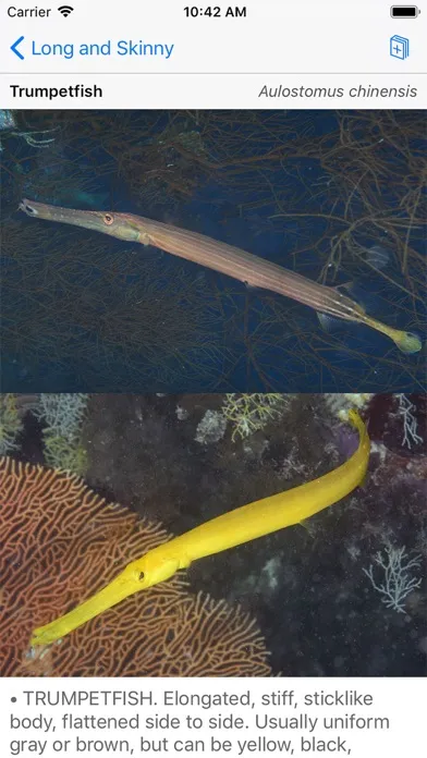 Deep Blue Divers Fish Guide স্ক্রিনশট