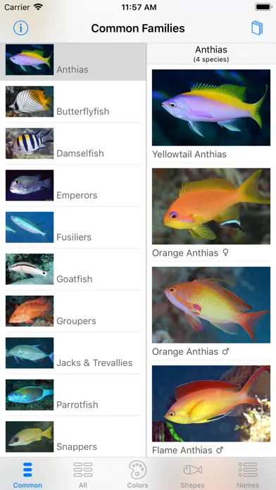 Deep Blue Divers Fish Guide স্ক্রিনশট