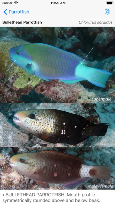 Deep Blue Divers Fish Guide স্ক্রিনশট