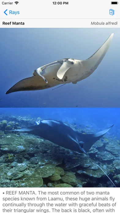 Deep Blue Divers Fish Guide স্ক্রিনশট